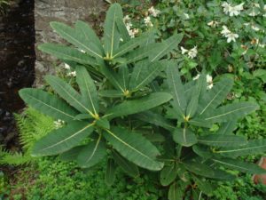 Rhododendron hookeri HECC#10035 254sd2002