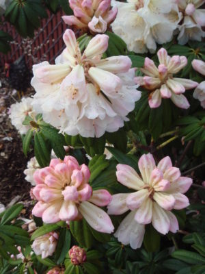 Rhododendron irroratum 139sd2019