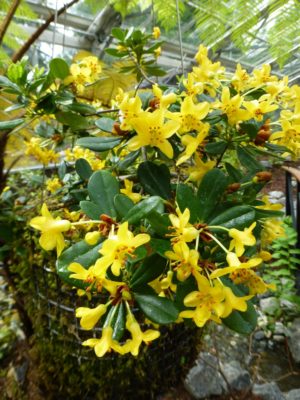 Rhododendron kawakamii