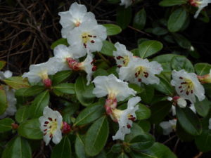 Rhododendron leucaspis 1965/398