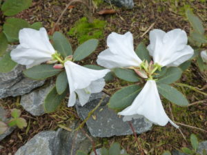 Rhododendron levinei RSBG