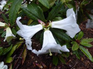 Rhododendron liliiflorum CGG#14066 180sd2010