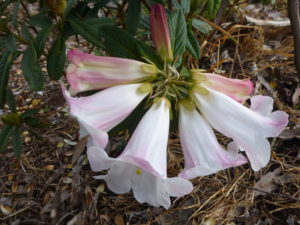 Rhododendron lindleyi 'Geordie Sherriff' 1984/060