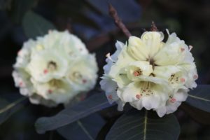 Rhododendron macabeanum RSBG