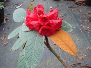 Rhododendron mallotum 384sd2001