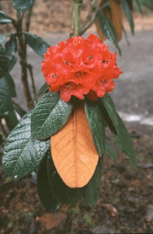 Rhododendron mallotum RSBG