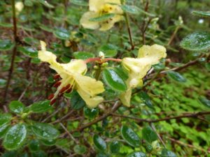 Rhododendron megeratum 1965/261