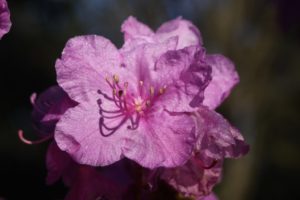 Rhododendron mucronulatum 1976/127