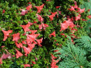 Rhododendron nakaharai 'Mt. Seven Star'