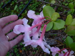 Rhododendron orbiculatum 1983/070