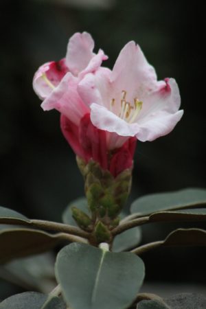 Rhododendron pachysanthum RSBG