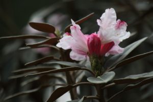 Rhododendron pachysanthum PM#160909 133sd2009