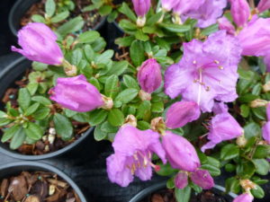 Rhododendron pemakoense 1970/042