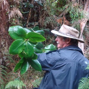 Rhododendron pleianthum 242sd2011