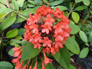 Rhododendron polyanthemum