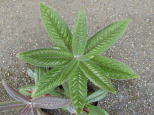 Rhododendron polytrichum JN#12380 233sd2013