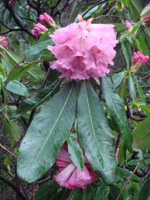 Rhododendron protistum (syn: giganteum) BASE#9635 520sd2000