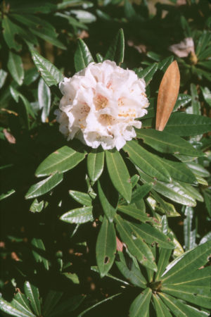 Rhododendron roxieanum var. roxieanum 1964/059