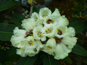 Rhododendron sidereum KR#10597 205sd2013