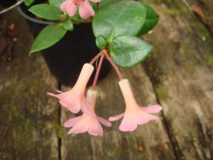 Rhododendron stevensianum RSBG