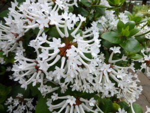 Rhododendron suaveolens RSBG