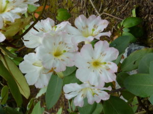 Rhododendron superbum 2017/093