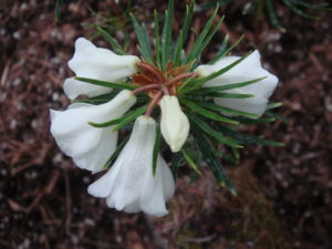 Rhododendron taxifolium RSBG