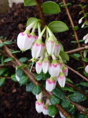 Agapetes/Vaccinium species SEH#25066