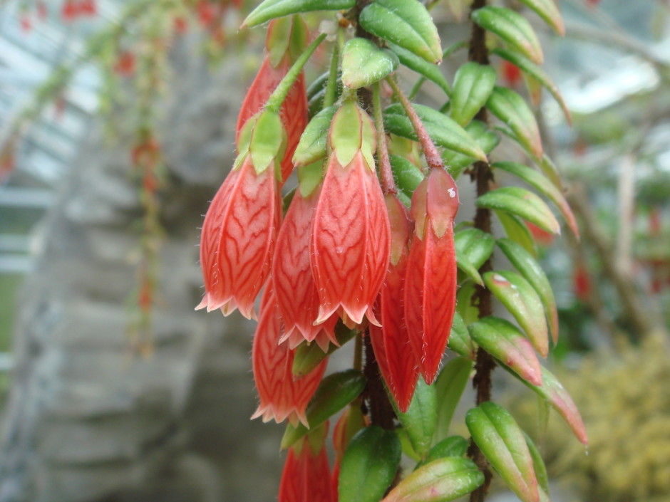 Agapetes serpens SEH#15033 RSBG – Rhododendron Species Botanical Garden