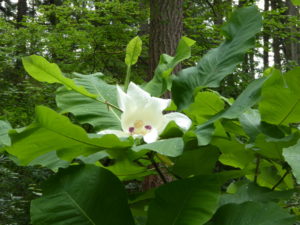 Magnolia macrophylla ssp. ashei RSBG