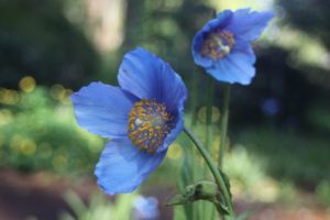 Meconopsis Lingholm RSBG