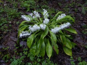 Ypsilandra thibetica P1090220