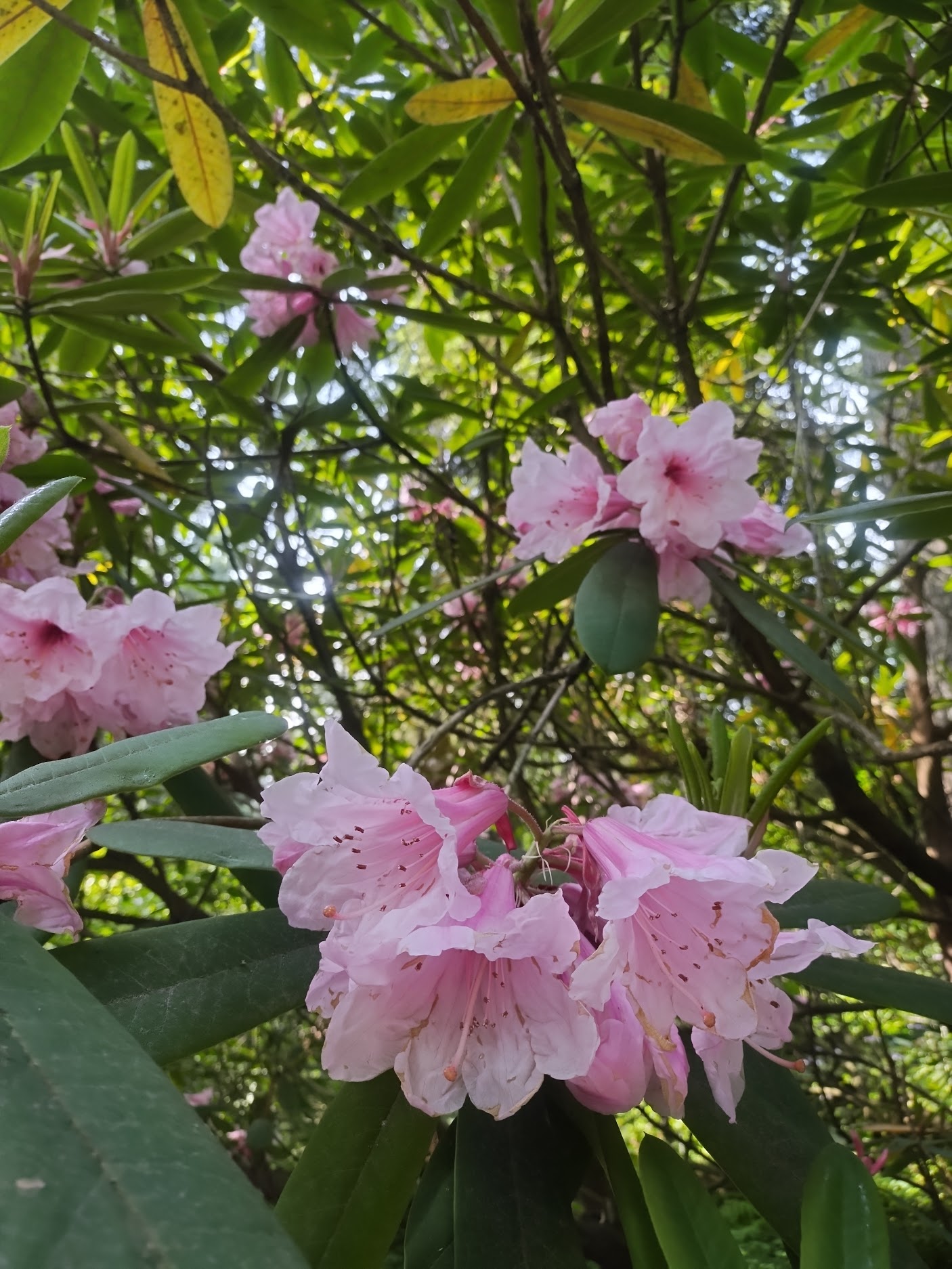 Rhododendron auriculatum (pink form) 1981/025  Rhododendron Species  Botanical Garden