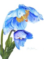 Twin Blue Poppies - Pat Yager