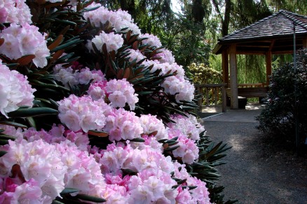 degronianum gazebo landscape 2016-4