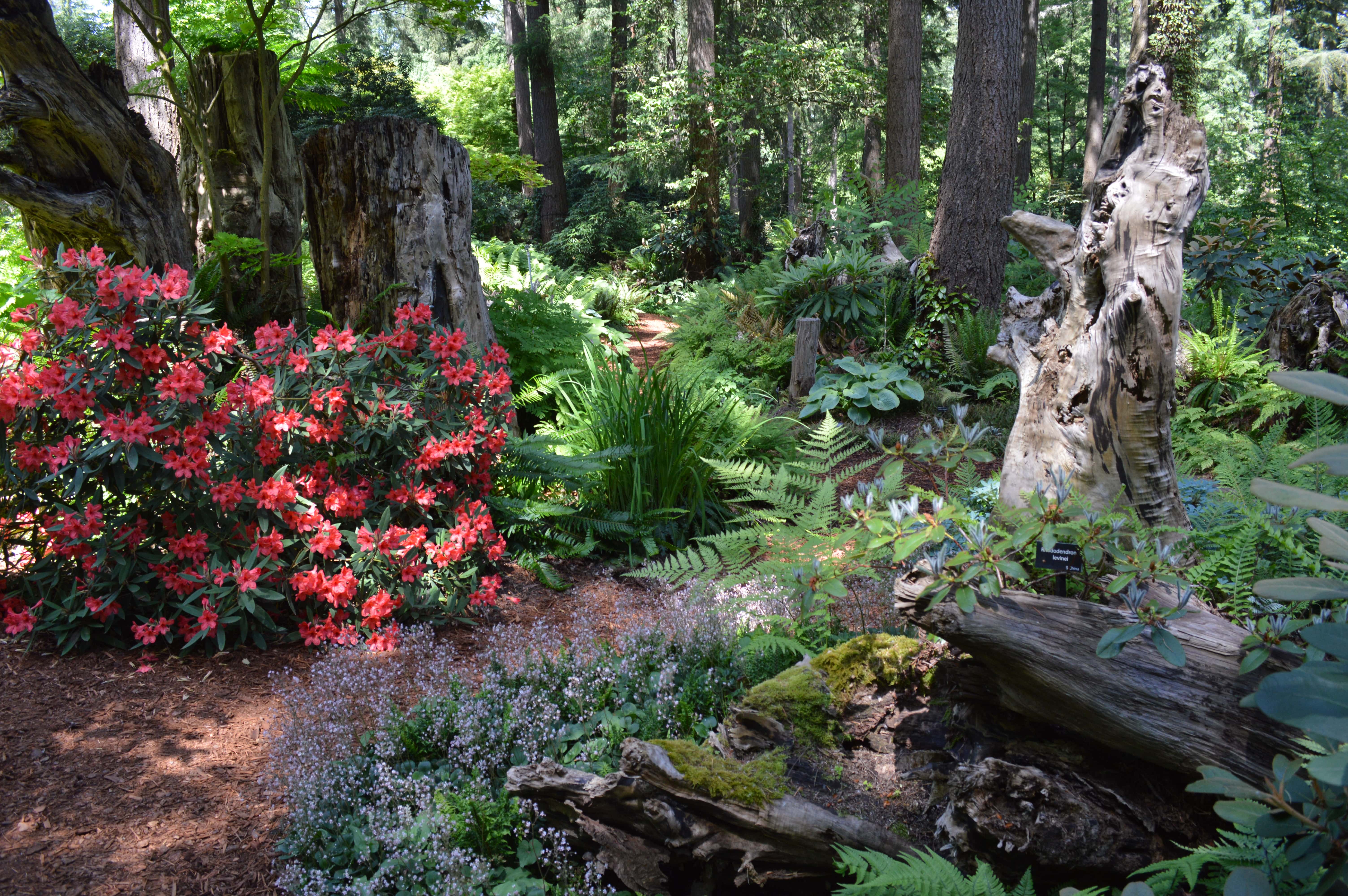 The Victorian Stumpery – Rhododendron Species Botanical Garden