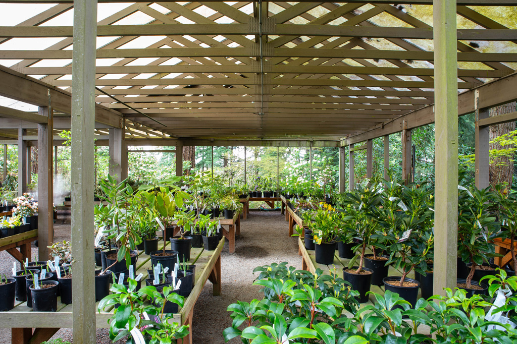 Visit Rhododendron Species Botanical Garden