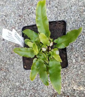 Asplenium scolopendrium