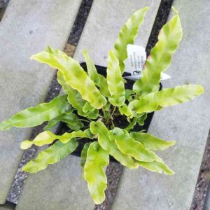 Asplenium scolopendrium 'Undulatum'