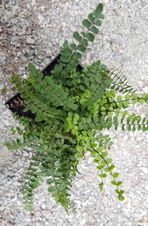 Asplenium trichomane