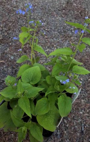 Brunnera macrophylla 'Dianes Gold'