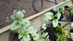 Brunnera macrophylla 'Sea Heart'