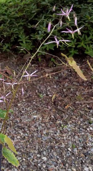 Epimedium fargesii 'Pink Constellation'