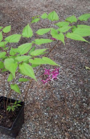 Epimedium grandiflorum 'Waterfall'