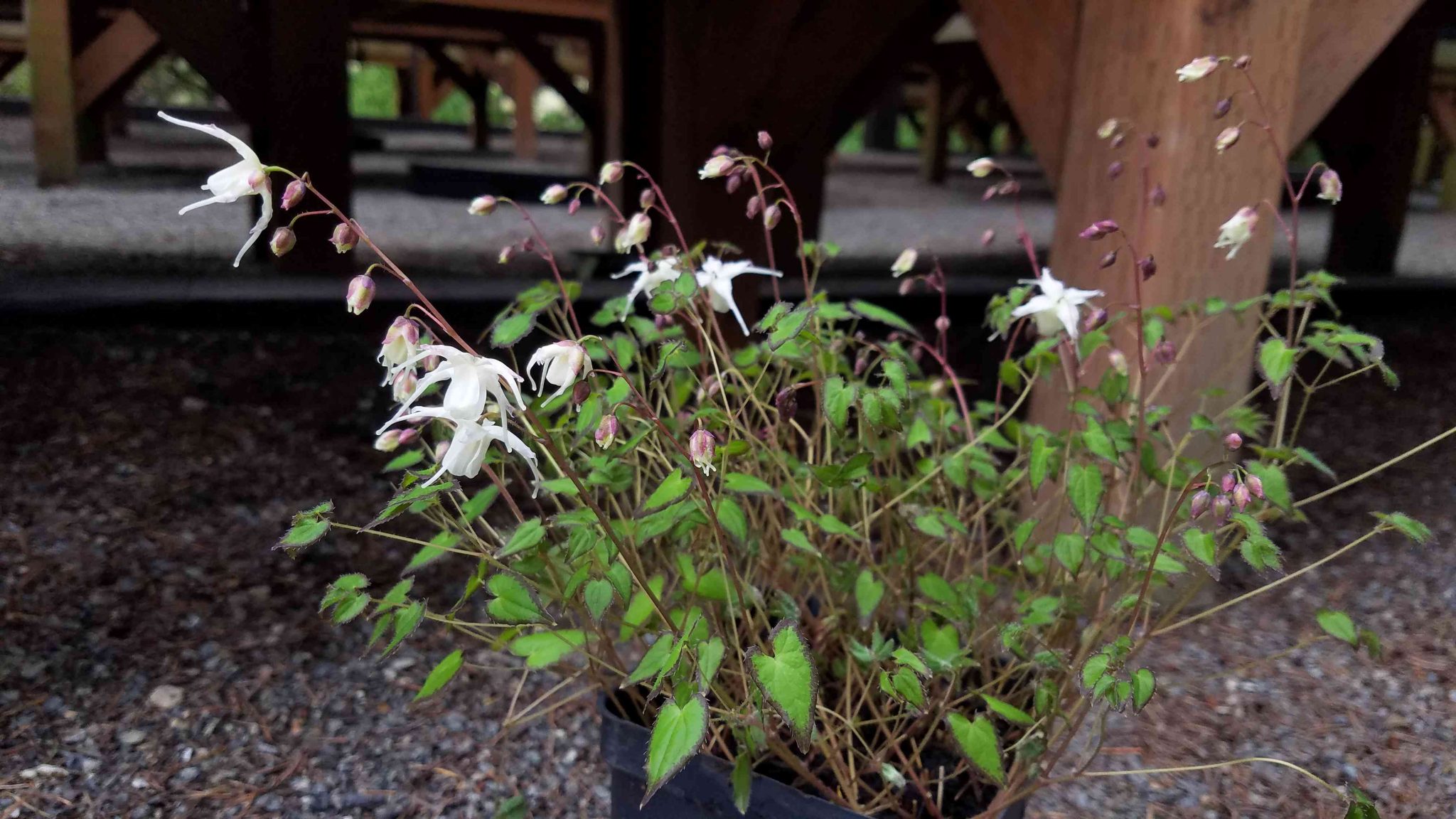 Companion Epimedium ‘bandit Rhododendron Species Botanical Garden