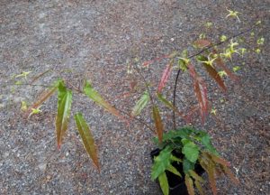 Epimedium wushanense 'Spiny Leaved Form' 2