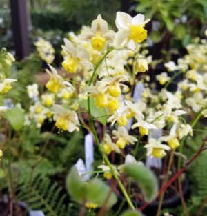 Epimedium x versicolor 'Sulphureum'