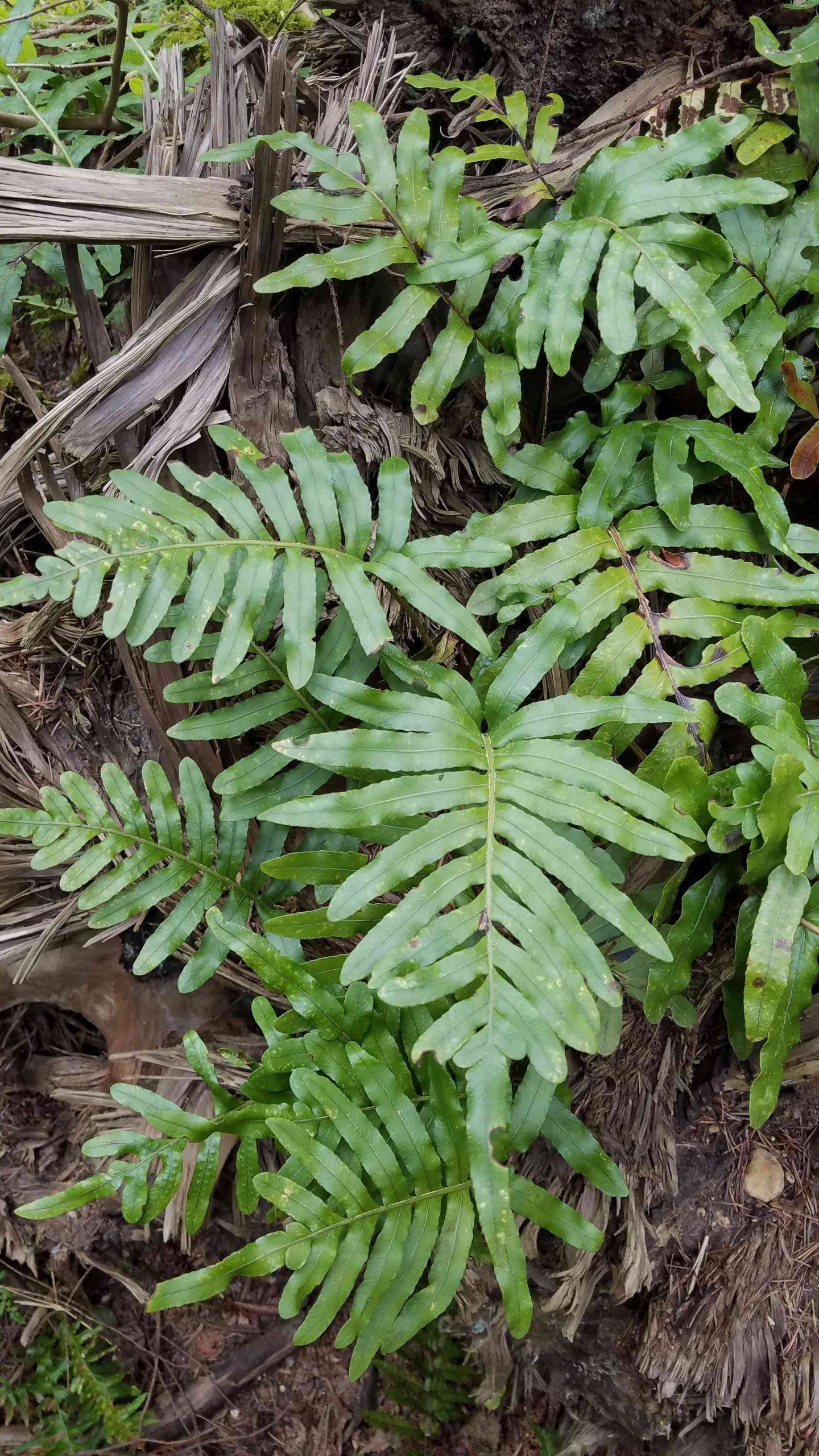 3 x Polypodium 'Whitley GIANT' Evergreen Fern pour abat-jour Facile à Cultiver Plug Plant 