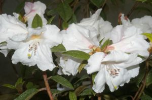 R. 'Fragrantissimum Improved'