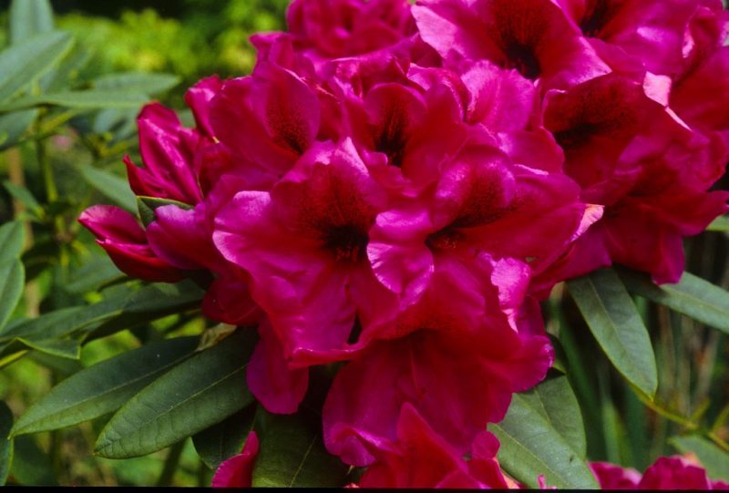 Rhododendron ‘Midnight’ – Rhododendron Species Botanical Garden